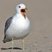 California Gull